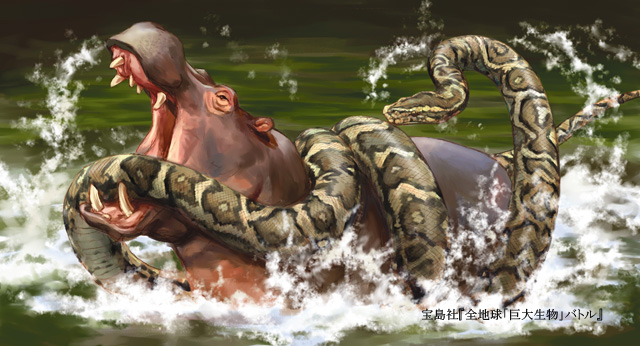 カバとアフリカニシキヘビが戦う様子イラスト